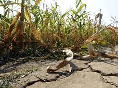 Entre Ríos declaró la emergencia agropecuaria por las sequías y elevadas temperaturas
