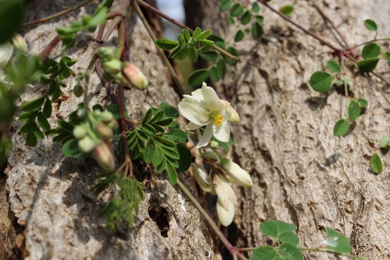 La moringa crece en climas diversos. (Foto: Wikimedia Commons - Mateusbotanica2020)