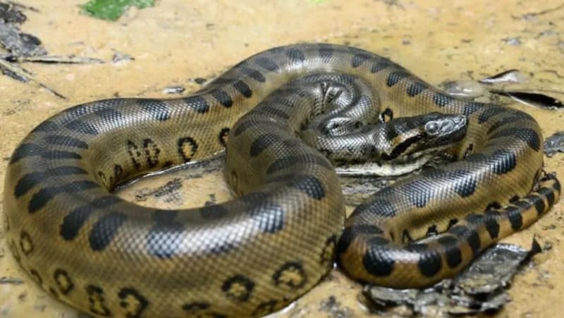 La nueva anaconda verde del Amazonas mide casi 8 metros y pesa más de 200 kilos en promedio.