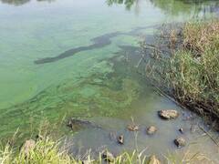 Peligro en el agua: que son las cianobacterias que encontraron en Buenos Aires y qué efectos producen