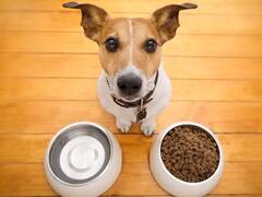 Alimentar a una mascota cuesta más de $60.000 por mes y un detalle clave triplica el presupuesto