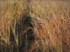 Alerta sequías: el campo advierte que las pérdidas en las cosechas son irreversibles