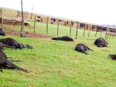 HORROR en Entre Ríos: investigan el motivo por el que 200 vacas murieron súbitamente en un campo argentino