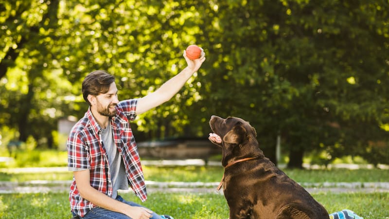 Los perros sincronizan sus ondas cerebrales con las de sus dueños cuando interactúan.