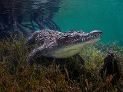 Alertan por presencia de cocodrilos en estas playas: aseguran que se están metiendo a las casas