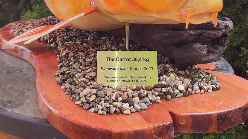 El pez pesaba casi lo mismo que un perro labrador joven, destacando por su tamaño en comparación con otros peces dorados.