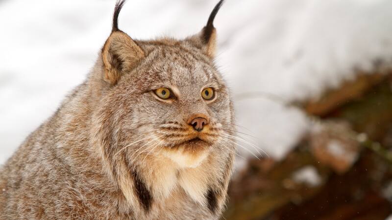 Este ejemplar fue visto en un área que no suele ser su hábitat natural.