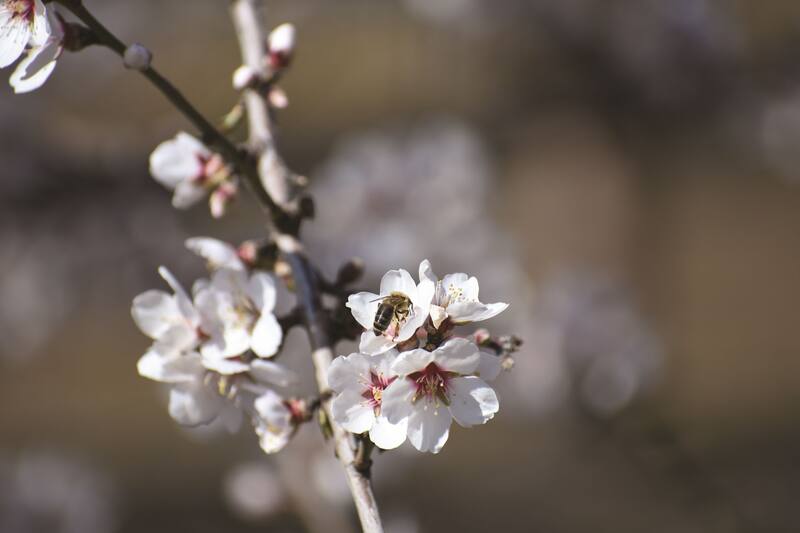 Un almendro en flor siendo polinizado. Beeflow trabaja además con cultivos de arándanos, cerezas, paltos, frambuesas, naranjas, café y kiwis.