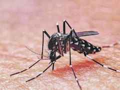 Vacuna gratuita contra el dengue: dónde y quiénes pueden conseguirla