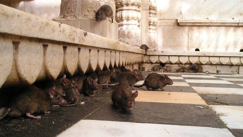 Existen 2 trucos para evitar que ingresen a tu hogar.