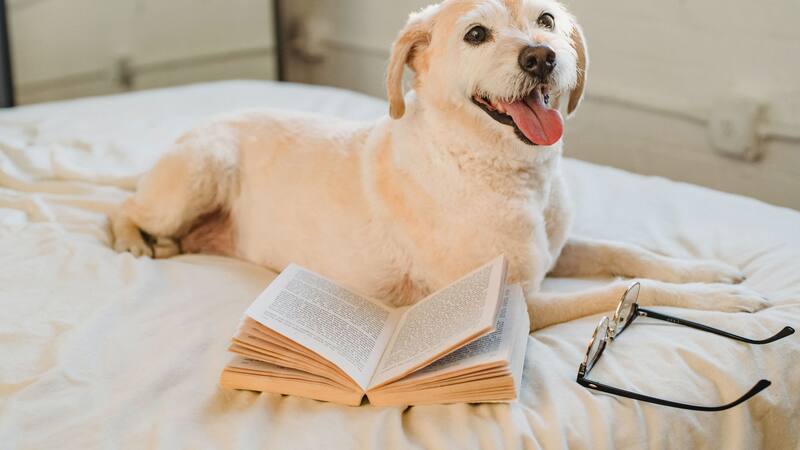 Los 5 trucos para mantener siempre limpia la cama de tu mascota: adiós pelos indeseables