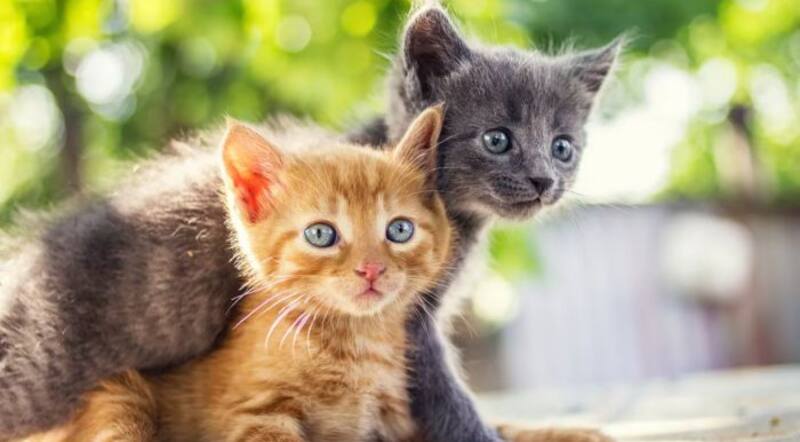La enfermedad que más gatos domésticos acaba | Es silenciosa y cuando llega es fulminante.