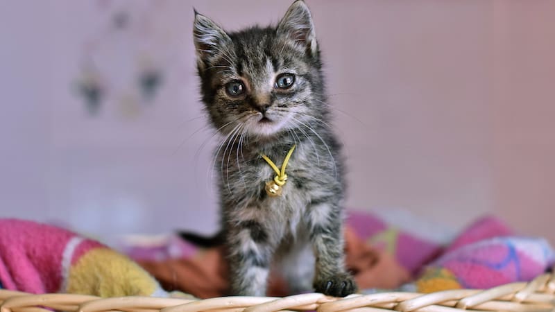 Si vives solo, lo mejor es que adoptes un gato: lo afirma la ciencia.