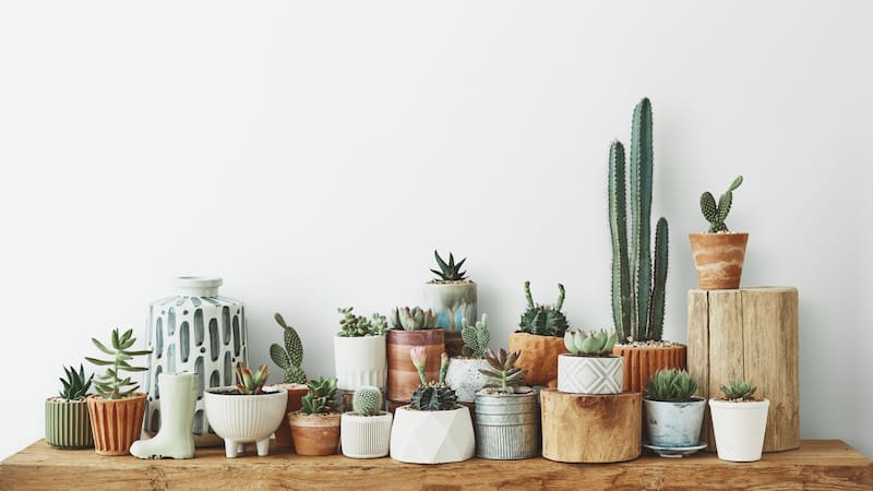 Estas plantas ofrecen una serie de beneficios ambientales y emocionales.