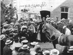 Sesgo de expectativa: la habilidad cognitiva que este caballo logró dominar y cómo usarla en los negocios