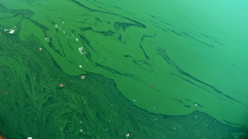 Las cianobacterias tuvieron una increíble capacidad de transformación del planeta