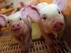 La producción porcina volvió a sorprender con un indicador histórico