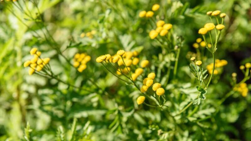 <div class="migrated-promo-image__description"><div class="migrated-promo-image__source">Fuente: Freepik</div></div>