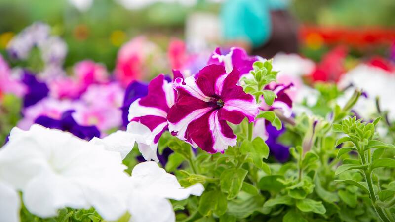 El ciclamen se adapta bien tanto a interiores como a exteriores, lo que permite a los jardineros disfrutar de su belleza en diferentes entornos.