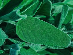 Ideal para controlar la azúcar: la planta efectiva que equilibra la glucosa, combate el cansancio y fortalece la memoria