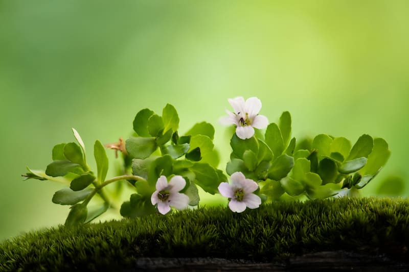 La bacopa ha mostrado efectos neuroprotectores en diferentes ensayos clínicos(Fuente: Shutterstock)