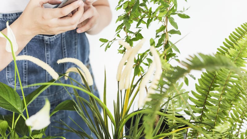 Los helechos son conocidos por su capacidad para crear ambientes frescos y llenos de vida.