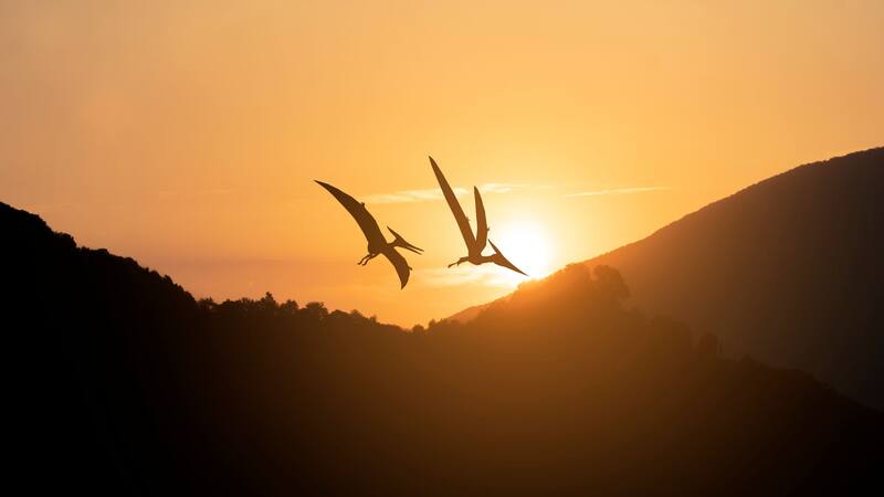 El país de Europa donde descubrieron una gigantesca ave que convivió con los dinosaurios: nunca se vio algo así.