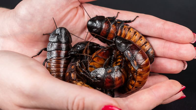 Las cucarachas son especies milenarias que pueden sobrevivir a los entornos más hostiles.