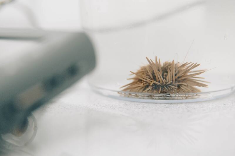 Utilizan los espinocromas de los erizos, una molécula con propiedades antioxidantes.