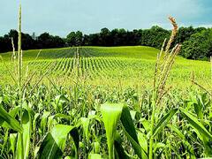 Industria de la carne niega beneficios por el freno a la exportación de maíz