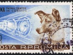 El primer engaño de la carrera espacial: el viaje de la perra Laika fue un invento comunista