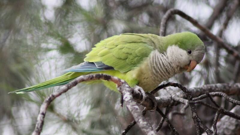 La cotorra argentina está catalogada en el Catálogo Español de Especies Exóticas Invasoras desde 2013.