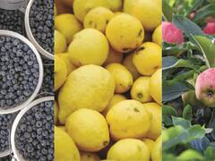 Las exportaciones de las economías regionales desaceleraron en diciembre pero siguen en franca recuperación