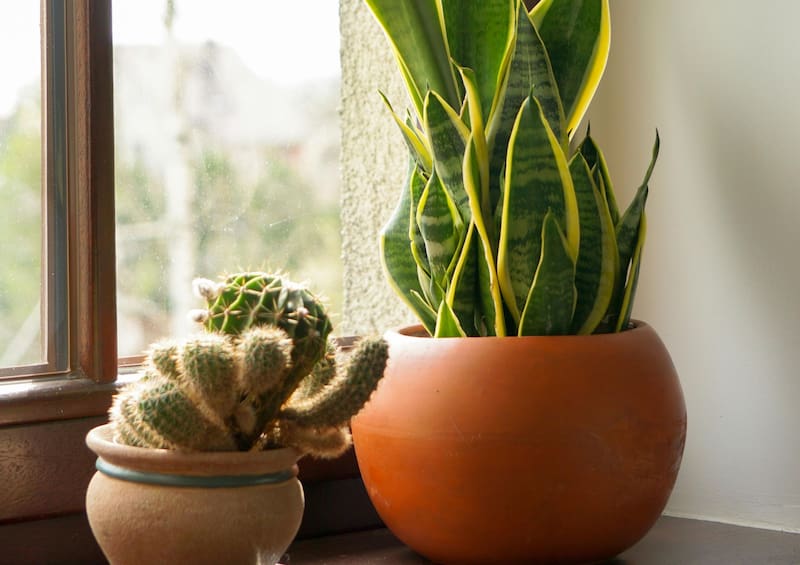 Los componentes tanto del refresco cola sirven para oxigenar el sustrato de la lengua de suegra. Foto: Pexels.