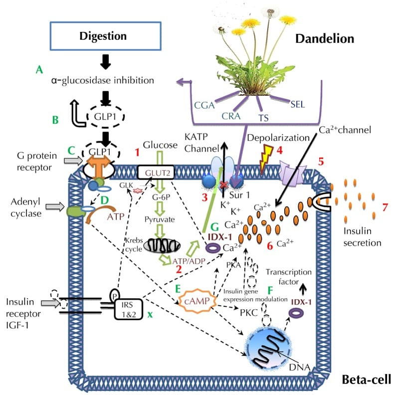 Mecanismos biológicos de los compuestos derivados del Diente de León. Fuente: NIH.