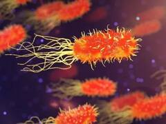 Revive una antigua enfermedad: la OMS alerta sobre esta amenaza que se podría expandir en todo el mundo