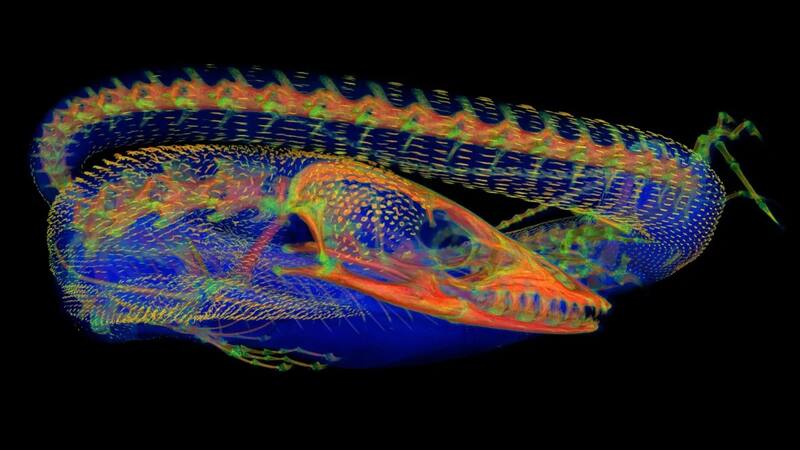 <div class="migrated-promo-image__description"><div class="migrated-promo-image__source">Fuente: Roy Ebel</div></div>