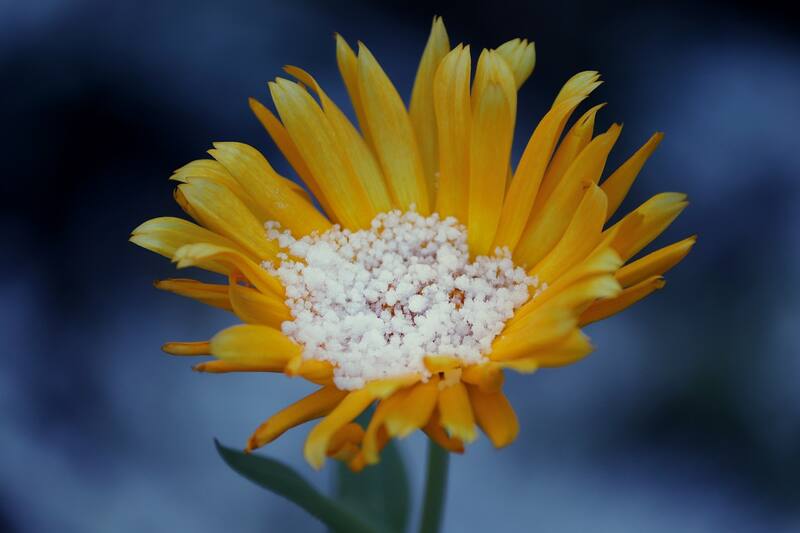 El árnica ayuda a combatir quemaduras y heridas con su efecto antiinflamatorio.