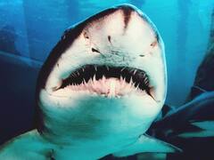 Megalodón, no te tenemos miedo: una investigación reciente revela su verdadero tamaño