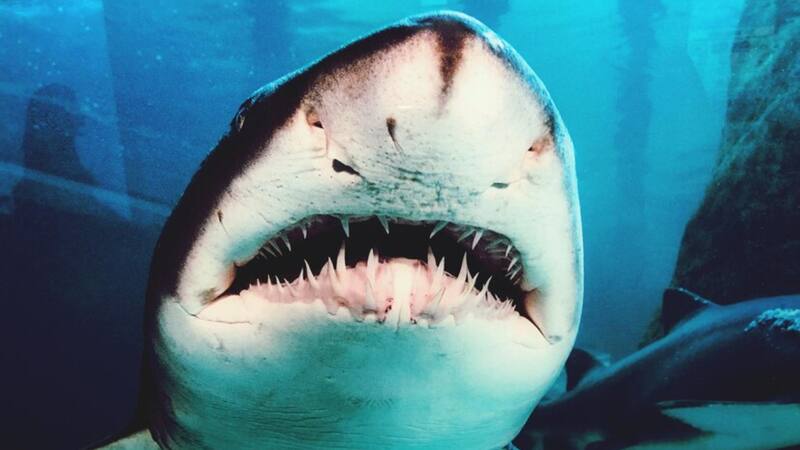 Después de mucho tiempo, la ciencia dio a conocer precisiones sobre esta especie extinta.