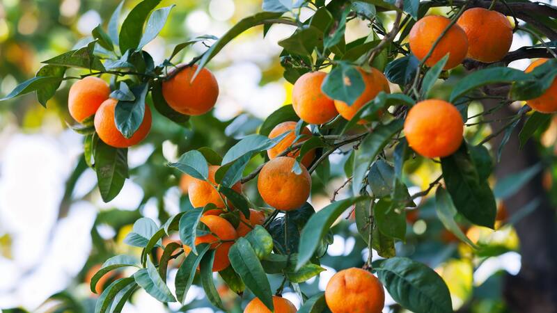 <div class="migrated-promo-image__description"><div class="migrated-promo-image__source">Fuente: Freepik</div></div>