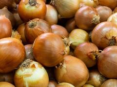 Hallazgo sin precedentes: investigadores argentinos crearon una cebolla que no hace llorar