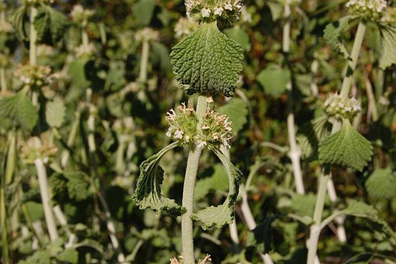 El marrubio es una hierba medicinal utilizada para tratar enfermedades respiratorias como el asma y la bronquitis. (Fuente: Wikimedia Commons - Eugene Zelenko)