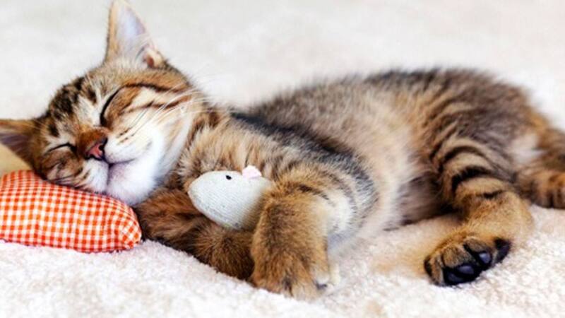 <div class="migrated-promo-image__description"><div class="migrated-promo-image__source">Fuente: Archivo</div></div>