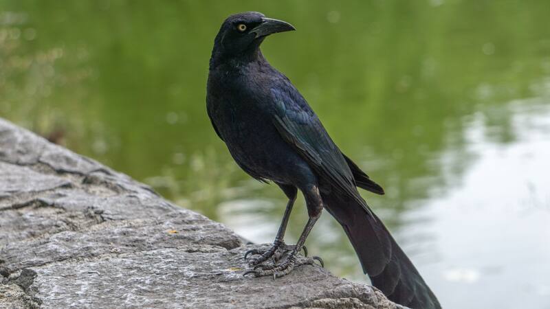 Este hallazgo plantea nuevas preguntas sobre la cognición de los cuervos.