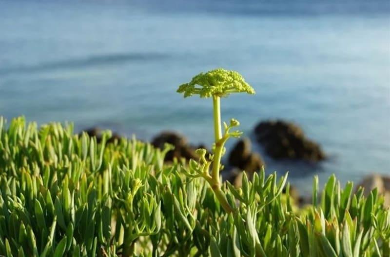 El poder de las hierbas para curar el cuerpo naturalmente. Fuente: Archivo