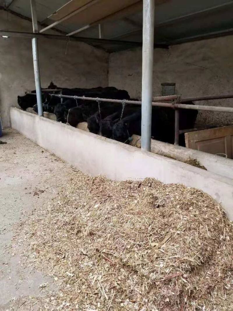 Típico establecimiento de un farmer en Ningxia. Fotos: Garruchos.