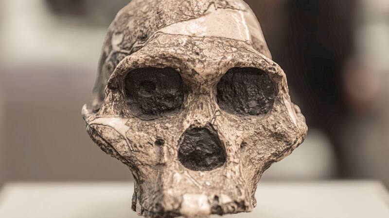 Un hallazgo revela que nuestros ancestros eran mayormente vegetarianos.