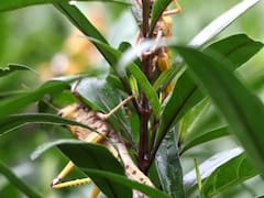 Plaga de langostas se instaló en el noreste argentino y amenaza a Brasil