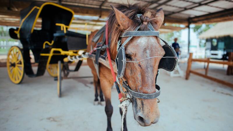 El alcalde Francisco de la Torre asegura que la eliminación de las licencias será una prioridad este año.
